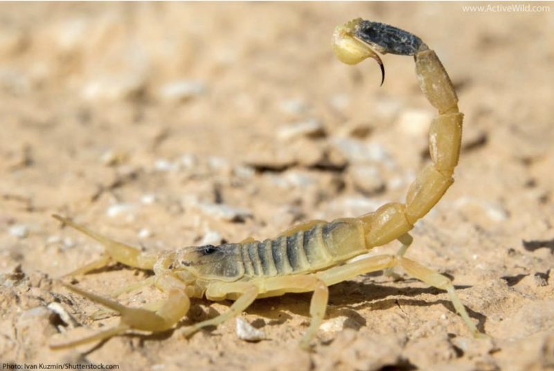 A pale desert scorpion on sandy ground, tail curled overhead